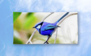 Blue Wren, Bushy Lakes Beach Towel design by Dave Catley featuring a Blue Wren from Bushy Lakes in Margaret River available from our pixels.com store.