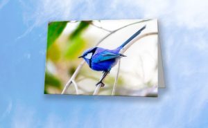 Blue Wren, Bushy Lakes Greeting Card design by Dave Catley featuring a Blue Wren from Bushy Lakes in Margaret River available from our MADCAT.RedBubble.com store.