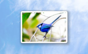 Blue Wren, Bushy Lakes Sticker design by Dave Catley featuring a Blue Wren from Bushy Lakes in Margaret River available from our MADCAT RedBubble store.
