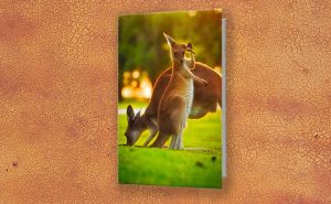 Damn Flies, Yanchep National Park Greeting Card design by Dave Catley featuring Kangaroo Joey ear scratching available from our MADCAT.RedBubble.com store.