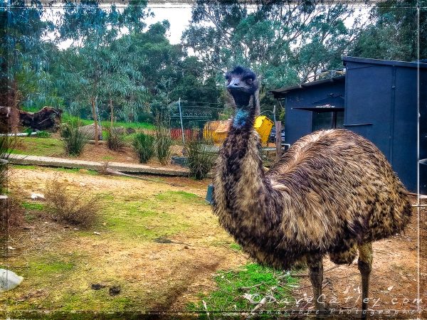 Emu's at The Parky, Parkerville, Mundaring, Western Australia