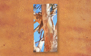 Hanging Around, Yanchep National Park Beach Towel design by Dave Catley featuring Koala hang around in his tree available from our Dave-Catley.pixels.com store.
