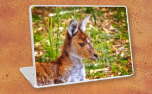 Inner Peace, Yanchep National Park Laptop Skin design by Dave Catley featuring Kangaroo resident at Yanchep National Park available from our MADCAT.RedBubble.com store.