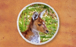 Inner Peace, Yanchep National Park Round Beach Towel design by Dave Catley featuring Kangaroo resident at Yanchep National Park available from our Dave-Catley.pixels.com store.