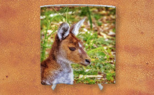 Inner Peace, Yanchep National Park Shower Curtain design by Dave Catley featuring Kangaroo resident at Yanchep National Park available from our Dave-Catley.pixels.com store.