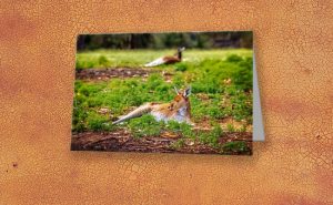 Just Chillin, Yanchep National Park Greeting Card design by Dave Catley featuring Relaxing in the Yanchep National Park available from our MADCAT.RedBubble.com store.