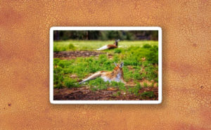 Just Chillin, Yanchep National Park Sticker design by Dave Catley featuring Relaxing in the Yanchep National Park available from our MADCAT.RedBubble.com store.