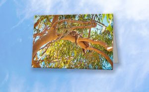 Life's Hard, Yanchep National Park Greeting Card design by Dave Catley featuring Koala's sleeping branch available from our MADCAT.RedBubble.com store.