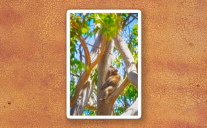 Love my tree, Yanchep National Park Sticker design by Dave Catley featuring Koala Tree Hug available from our MADCAT.RedBubble.com store.