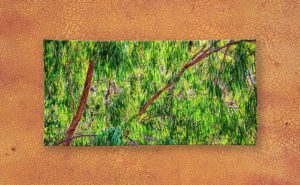 Natures Greens, Yanchep National Park Beach Towel design by Dave Catley featuring Winter colours in the Yanchep National Park available from our Dave-Catley.pixels.com store.