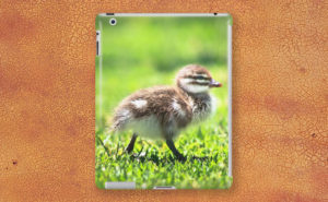 Rogue Duckling, Yanchep National Park iPad Case design by Dave Catley featuring Ducklings mostly in a row, Yanchep National Park available from our MADCAT.RedBubble.com store.