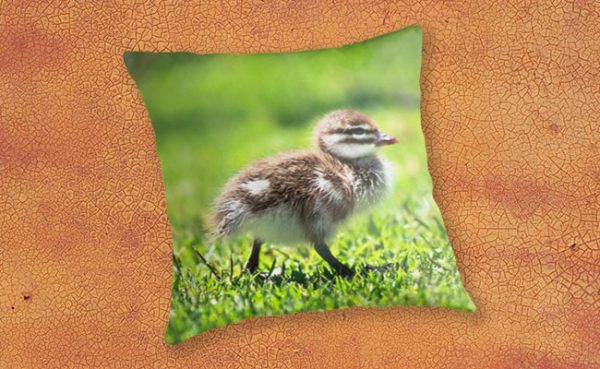 Rogue Duckling, Yanchep National Park Throw Pillow design by Dave Catley featuring Ducklings mostly in a row, Yanchep National Park available from our MADCAT.RedBubble.com store.