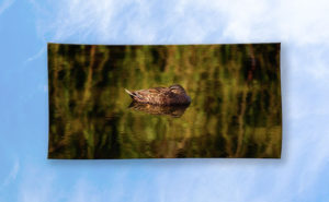 Sleepy Duck, Yanchep National Park Beach Towel design by Dave Catley featuring Sleepy Duck floating on Wagardu Lake available from our Dave-Catley.pixels.com store.