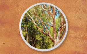 Spot the Koala, Yanchep National Park Round Beach Towel design by Dave Catley featuring Koalas blending in available from our Dave-Catley.pixels.com store.