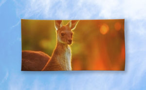 Sunset Joey, Yanchep National Park Beach Towel design by Dave Catley featuring Alert Joey in the Yanchep National Park available from our Dave-Catley.pixels.com store.