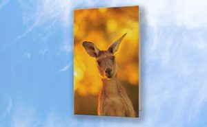 What's Up, Yanchep National Park Greeting Card design by Dave Catley featuring Attentive Kangaroo, Yanchep National Park available from our MADCAT.RedBubble.com store.